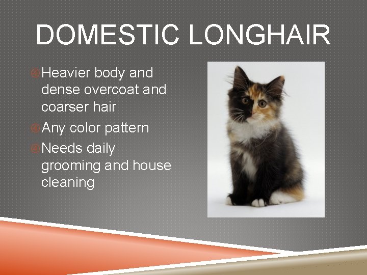 DOMESTIC LONGHAIR Heavier body and dense overcoat and coarser hair Any color pattern Needs