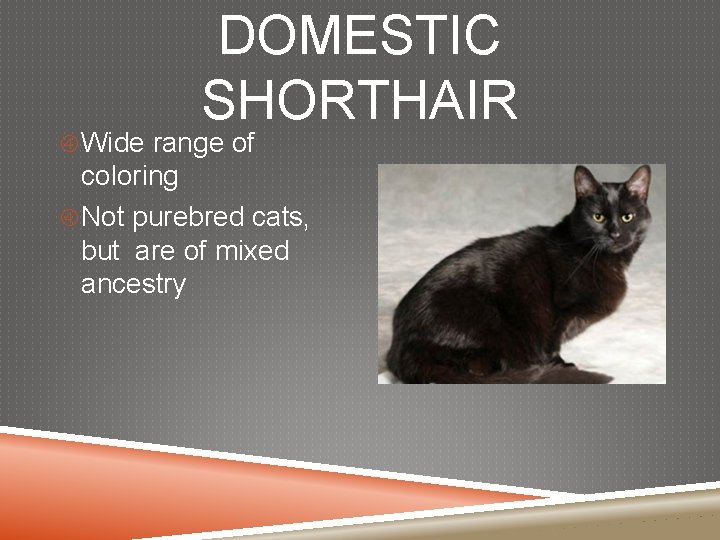 DOMESTIC SHORTHAIR Wide range of coloring Not purebred cats, but are of mixed ancestry