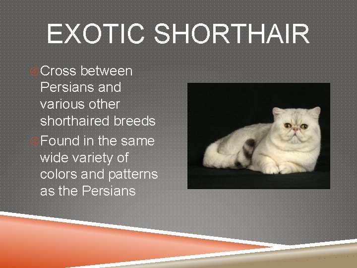 EXOTIC SHORTHAIR Cross between Persians and various other shorthaired breeds Found in the same
