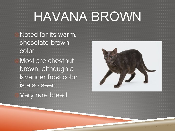 HAVANA BROWN Noted for its warm, chocolate brown color Most are chestnut brown, although