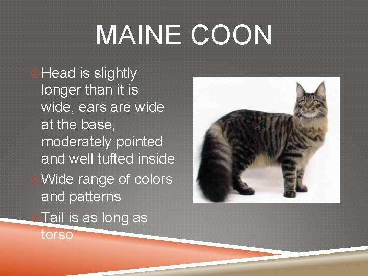 MAINE COON Head is slightly longer than it is wide, ears are wide at