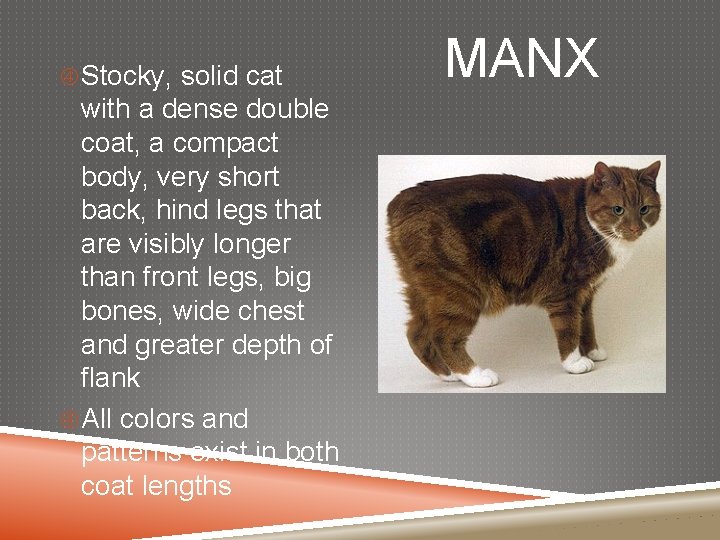  Stocky, solid cat with a dense double coat, a compact body, very short