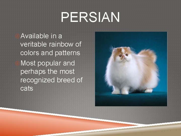 PERSIAN Available in a veritable rainbow of colors and patterns Most popular and perhaps