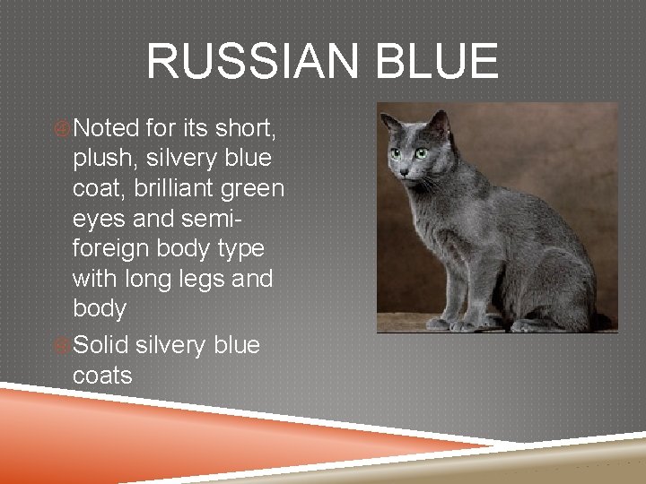 RUSSIAN BLUE Noted for its short, plush, silvery blue coat, brilliant green eyes and