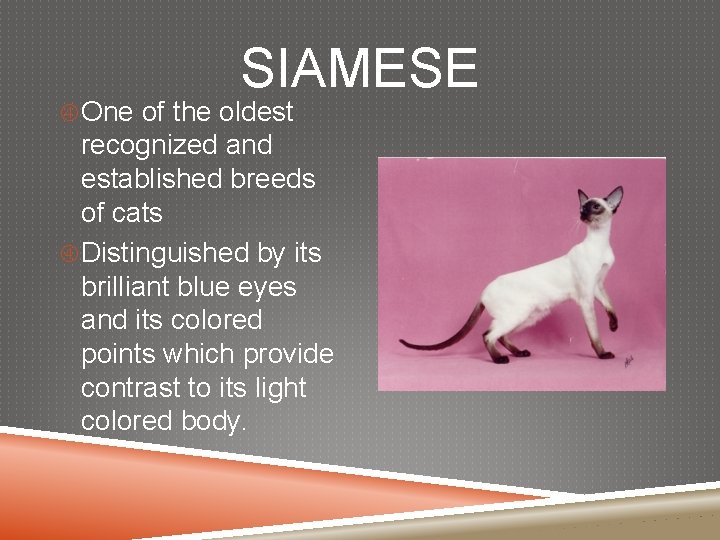 SIAMESE One of the oldest recognized and established breeds of cats Distinguished by its