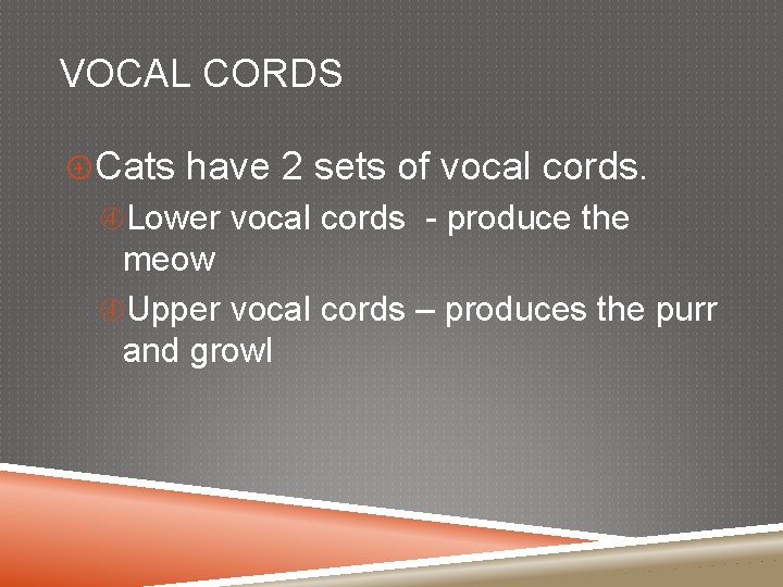 VOCAL CORDS Cats have 2 sets of vocal cords. Lower vocal cords - produce