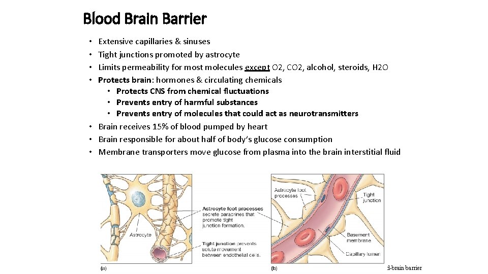 Blood Brain Barrier Extensive capillaries & sinuses Tight junctions promoted by astrocyte Limits permeability