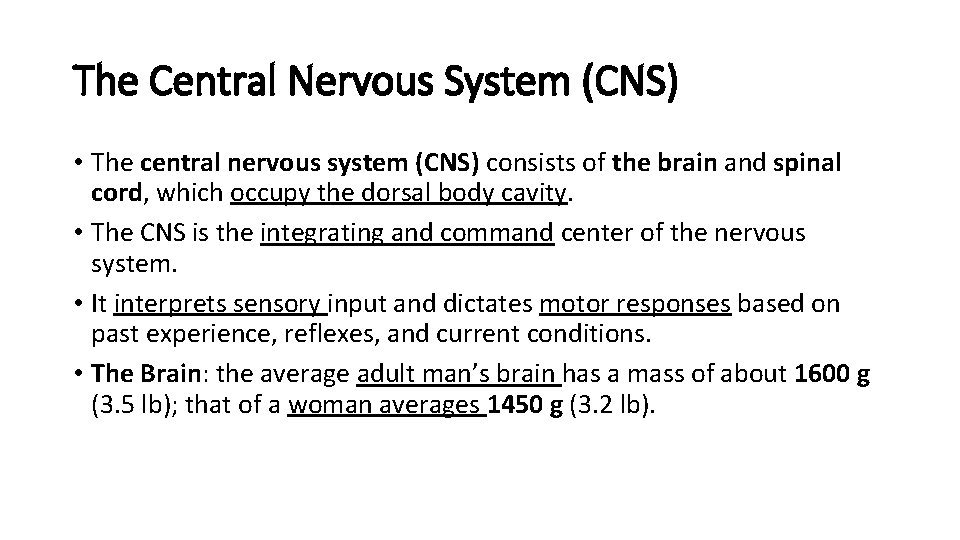 The Central Nervous System (CNS) • The central nervous system (CNS) consists of the