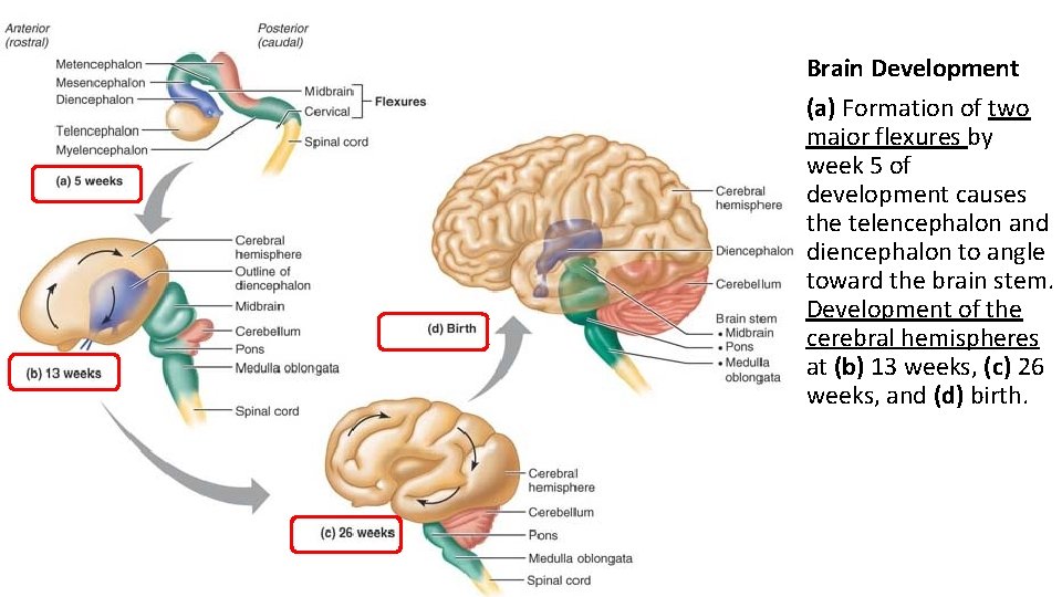 Brain Development (a) Formation of two major flexures by week 5 of development causes