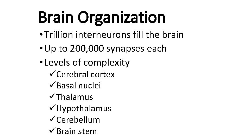 Brain Organization • Trillion interneurons fill the brain • Up to 200, 000 synapses