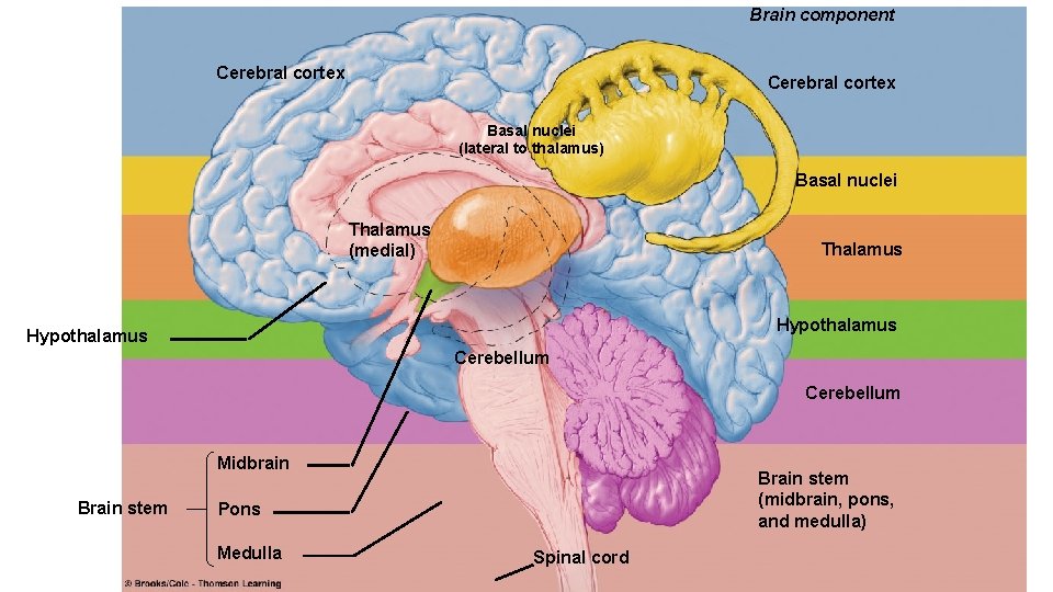 Brain component Cerebral cortex Basal nuclei (lateral to thalamus) Basal nuclei Thalamus (medial) Thalamus