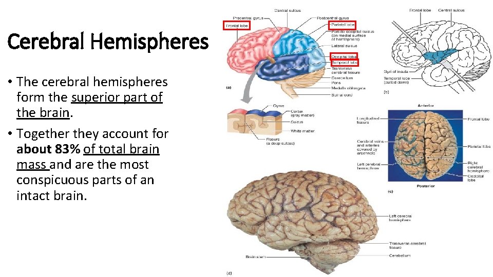 Cerebral Hemispheres • The cerebral hemispheres form the superior part of the brain. •