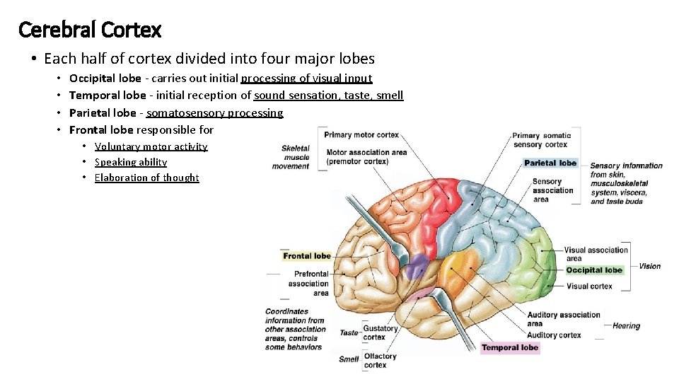 Cerebral Cortex • Each half of cortex divided into four major lobes • •