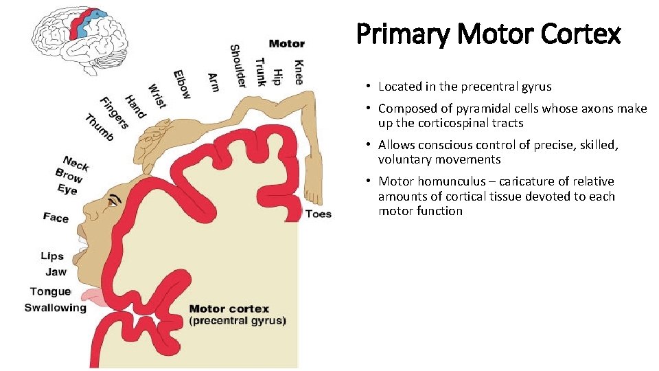 Primary Motor Cortex • Located in the precentral gyrus • Composed of pyramidal cells