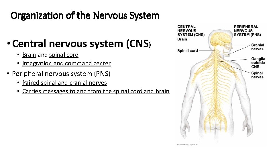 Organization of the Nervous System • Central nervous system (CNS) • Brain and spinal