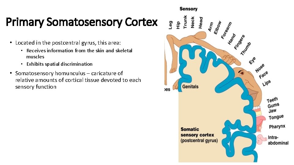 Primary Somatosensory Cortex • Located in the postcentral gyrus, this area: • Receives information