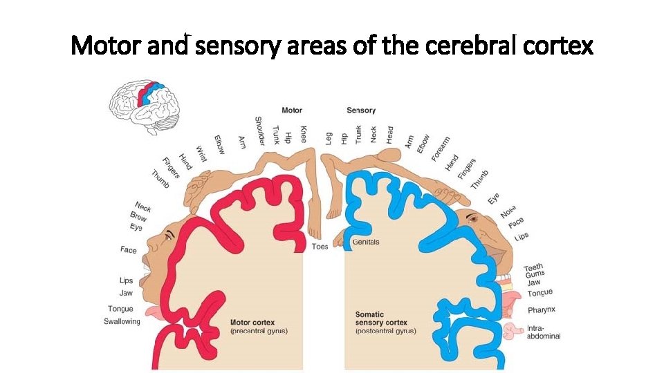 Motor and sensory areas of the cerebral cortex 