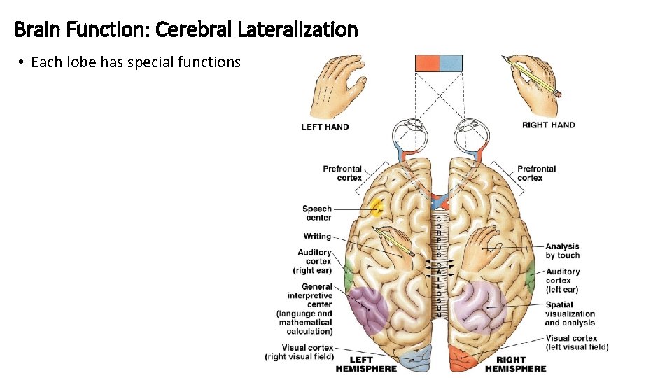 Brain Function: Cerebral Lateralization • Each lobe has special functions 
