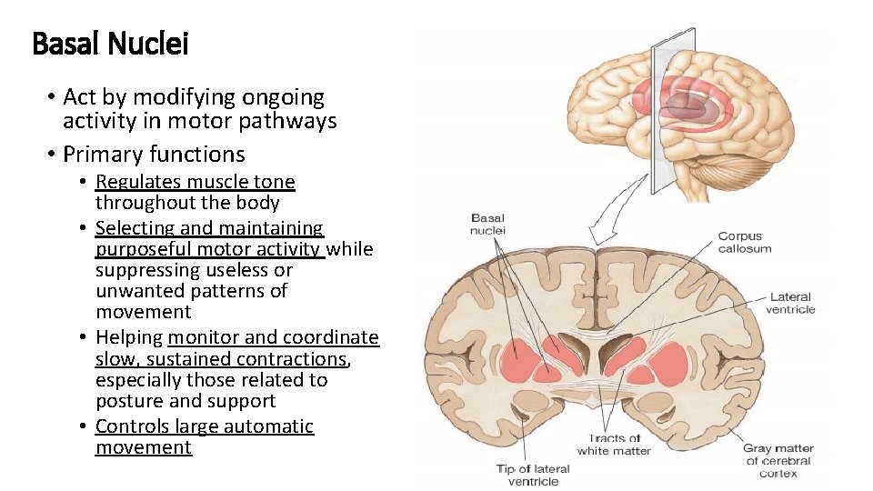 Basal Nuclei • Act by modifying ongoing activity in motor pathways • Primary functions