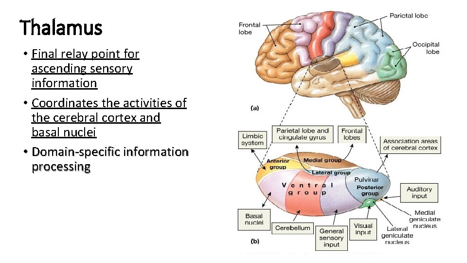 Thalamus • Final relay point for ascending sensory information • Coordinates the activities of