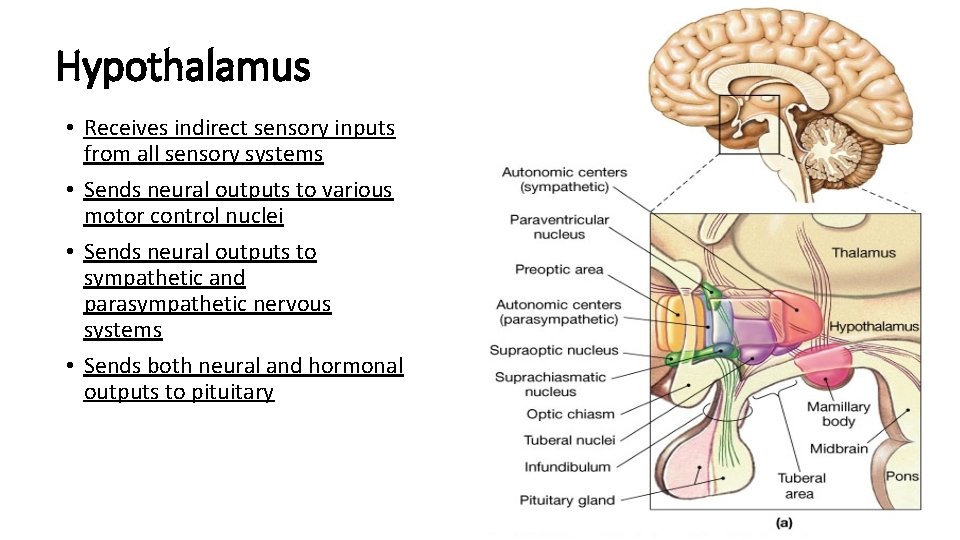 Hypothalamus • Receives indirect sensory inputs from all sensory systems • Sends neural outputs