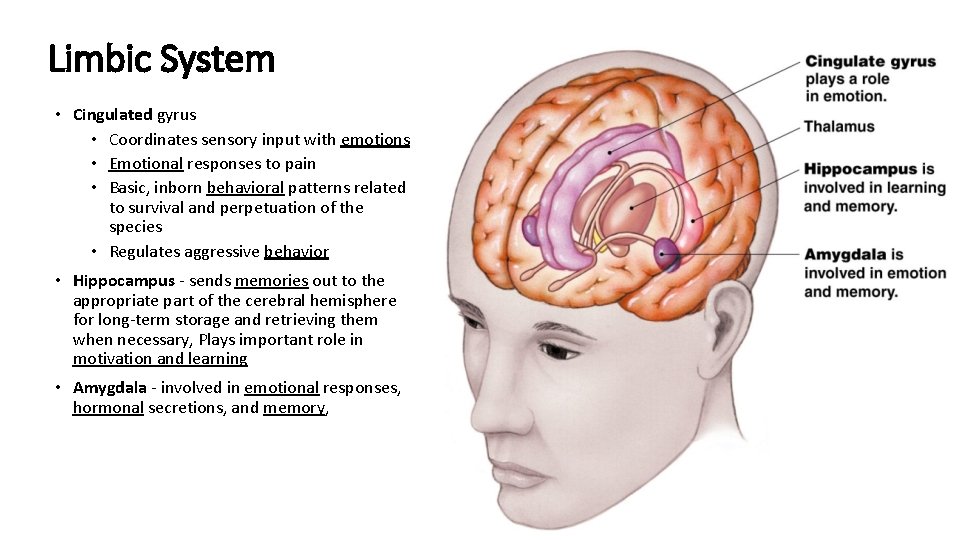 Limbic System • Cingulated gyrus • Coordinates sensory input with emotions • Emotional responses