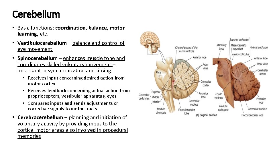 Cerebellum • Basic functions: coordination, balance, motor learning, etc. • Vestibulocerebellum – balance and