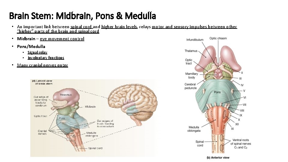 Brain Stem: Midbrain, Pons & Medulla • An important link between spinal cord and