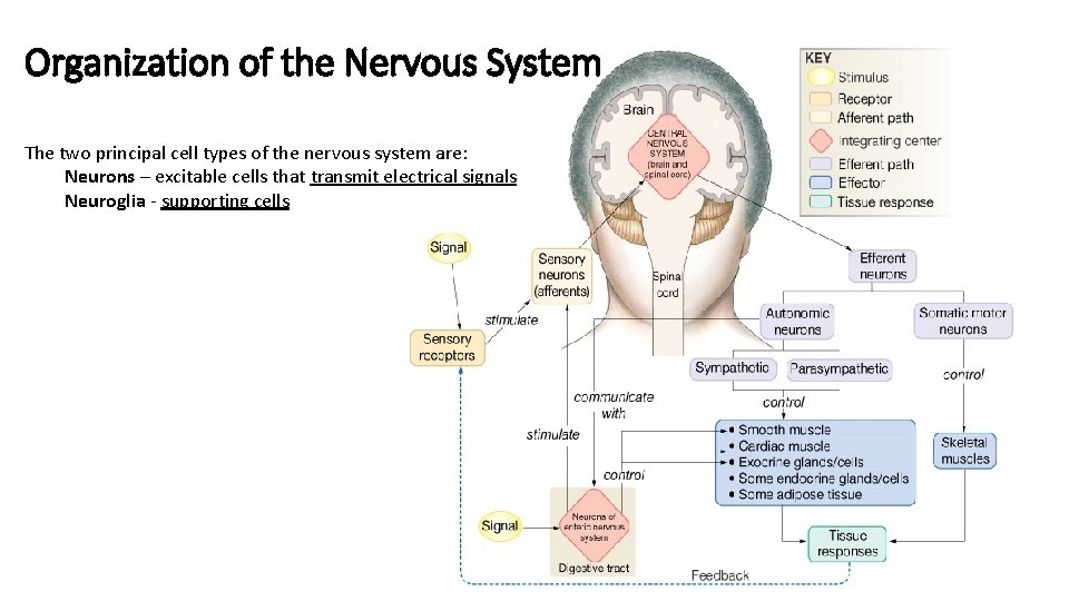 Organization of the Nervous System The two principal cell types of the nervous system