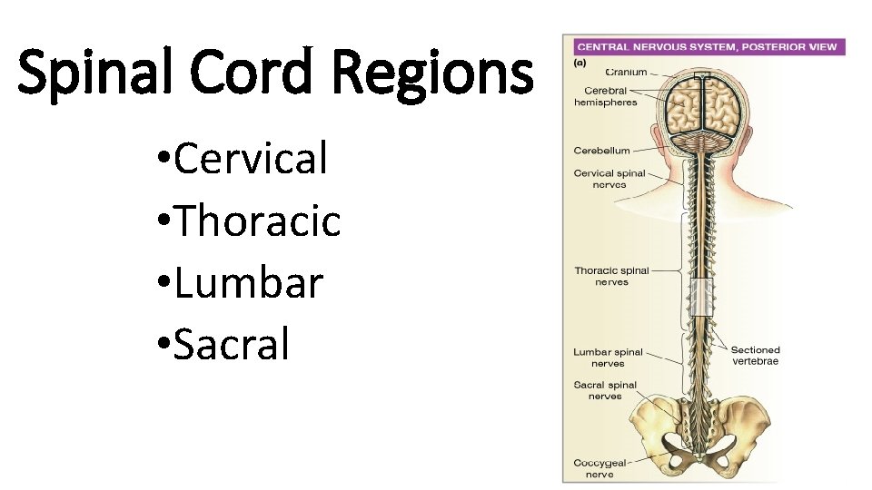 Spinal Cord Regions • Cervical • Thoracic • Lumbar • Sacral 