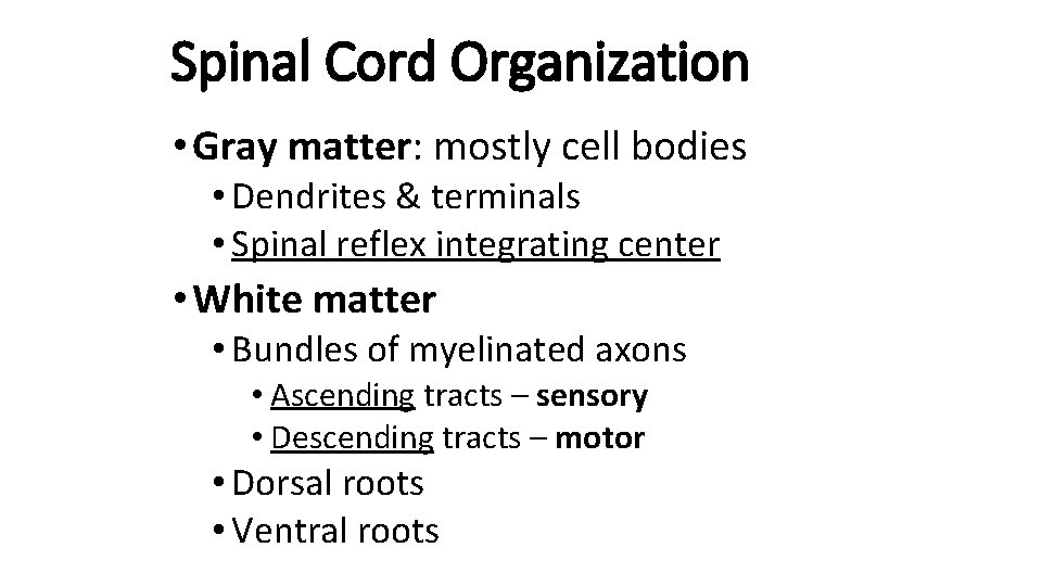 Spinal Cord Organization • Gray matter: mostly cell bodies • Dendrites & terminals •
