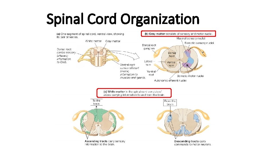 Spinal Cord Organization 