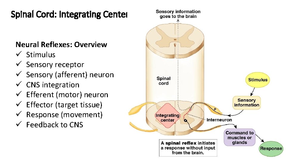 Spinal Cord: Integrating Center Neural Reflexes: Overview ü Stimulus ü Sensory receptor ü Sensory