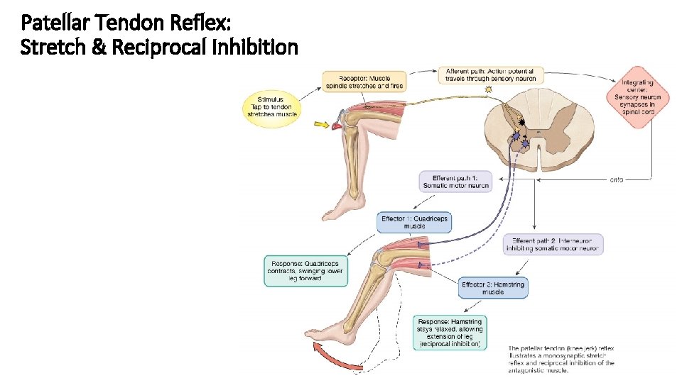 Patellar Tendon Reflex: Stretch & Reciprocal Inhibition 