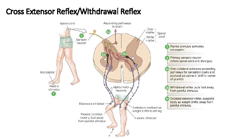 Cross Extensor Reflex/Withdrawal Reflex 