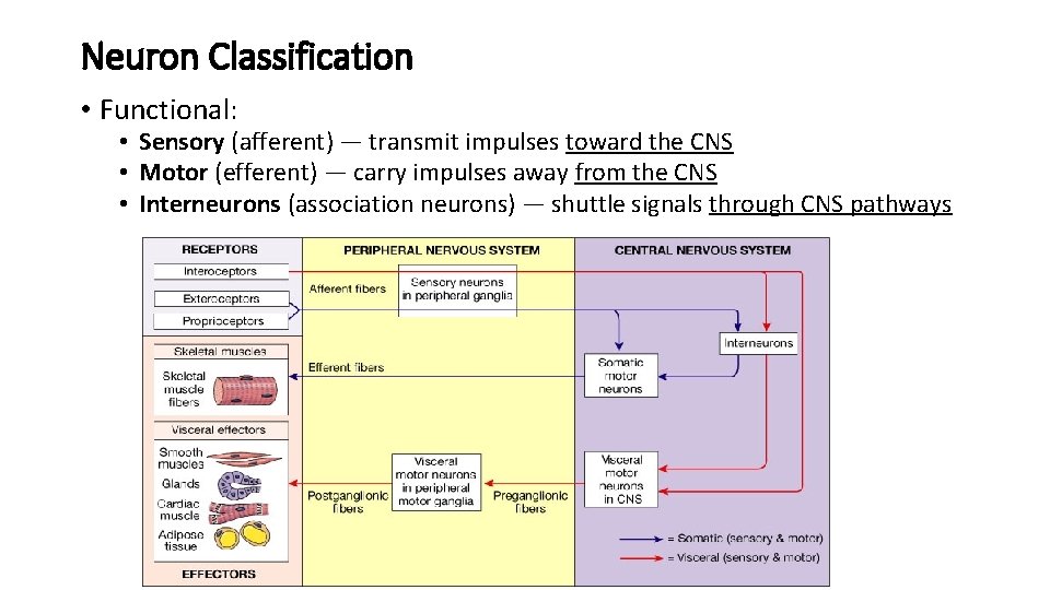 Neuron Classification • Functional: • Sensory (afferent) — transmit impulses toward the CNS •
