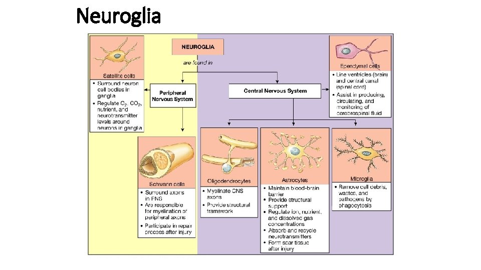 Neuroglia 