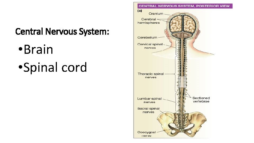 Central Nervous System: • Brain • Spinal cord 