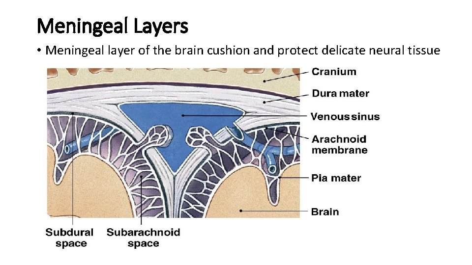 Meningeal Layers • Meningeal layer of the brain cushion and protect delicate neural tissue