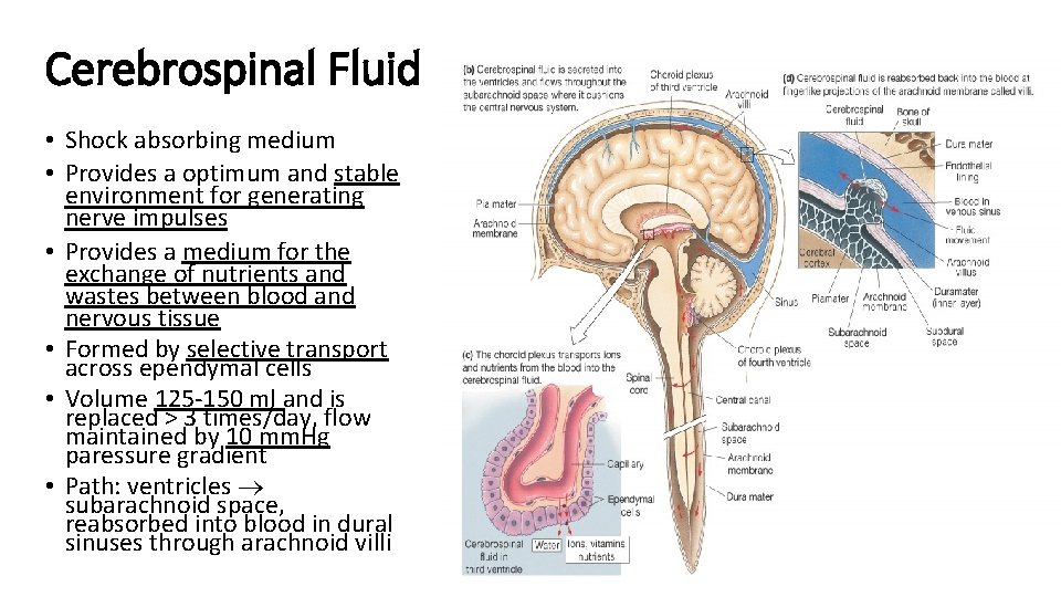 Cerebrospinal Fluid • Shock absorbing medium • Provides a optimum and stable environment for