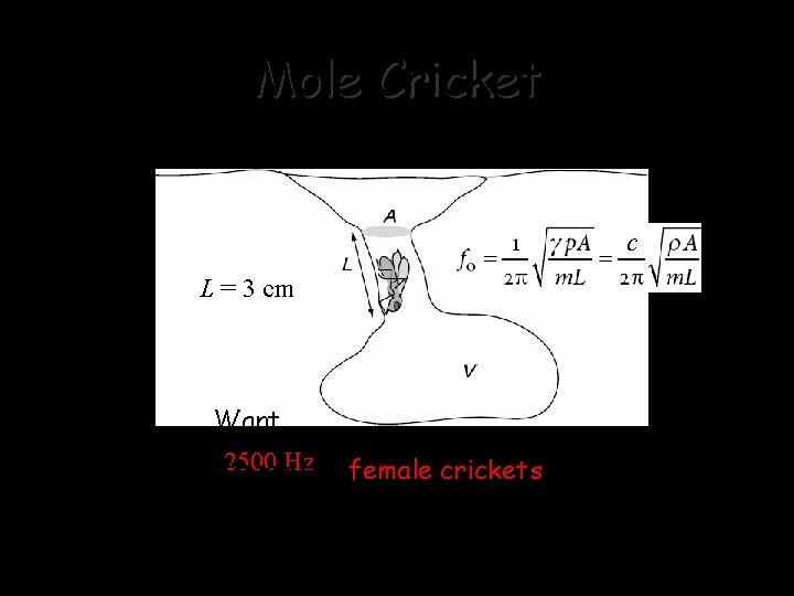 Mole Cricket c L = 3 cm Want fobecause = 2500 Hz the female