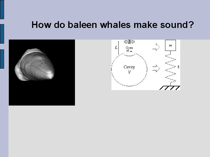 How do baleen whales make sound? 