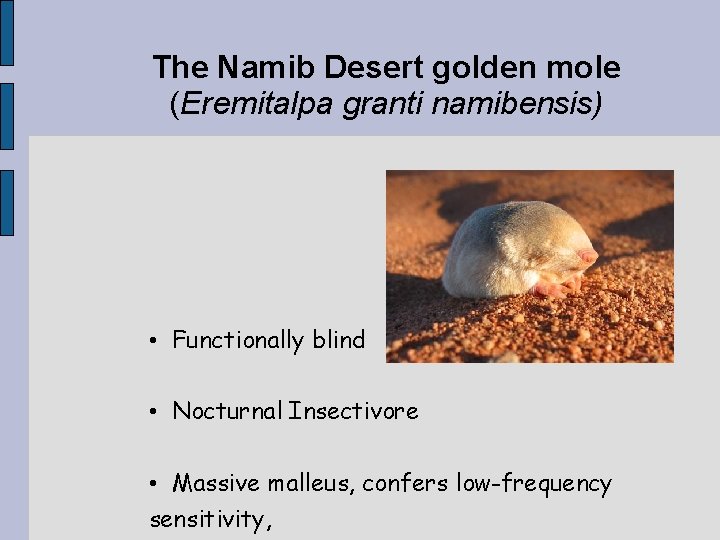 The Namib Desert golden mole (Eremitalpa granti namibensis) • Functionally blind • Nocturnal Insectivore