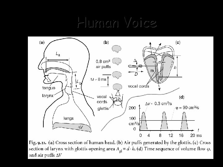 Human Voice 