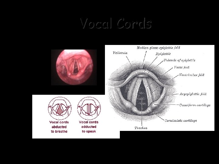 Vocal Cords 