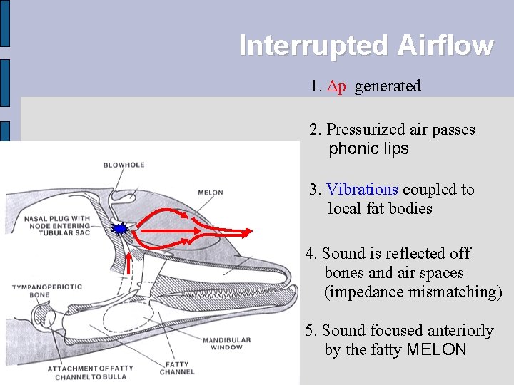 Interrupted Airflow 1. Δp generated 2. Pressurized air passes phonic lips 3. Vibrations coupled