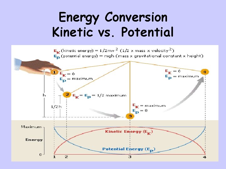 Energy Conversion Kinetic vs. Potential 