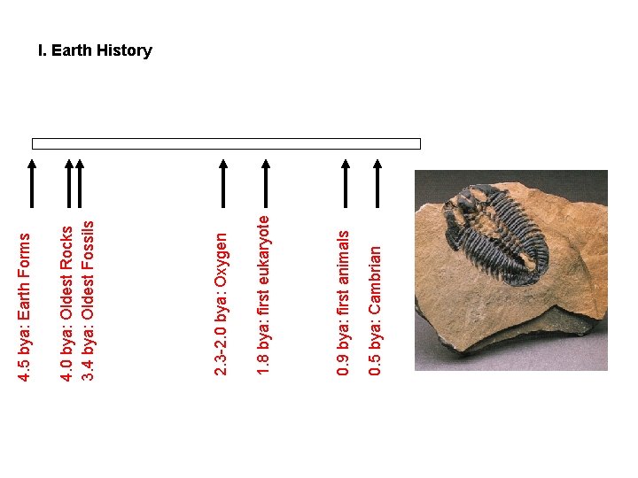 0. 5 bya: Cambrian 0. 9 bya: first animals 1. 8 bya: first eukaryote 0. 5 bya: Cambrian 0. 9 bya: first animals 1. 8 bya: first eukaryote
