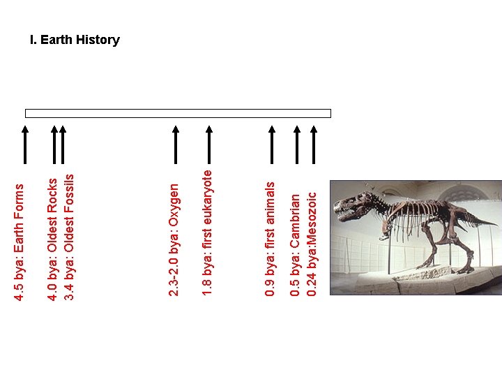 0. 5 bya: Cambrian 0. 24 bya: Mesozoic 0. 9 bya: first animals 1. 0. 5 bya: Cambrian 0. 24 bya: Mesozoic 0. 9 bya: first animals 1.