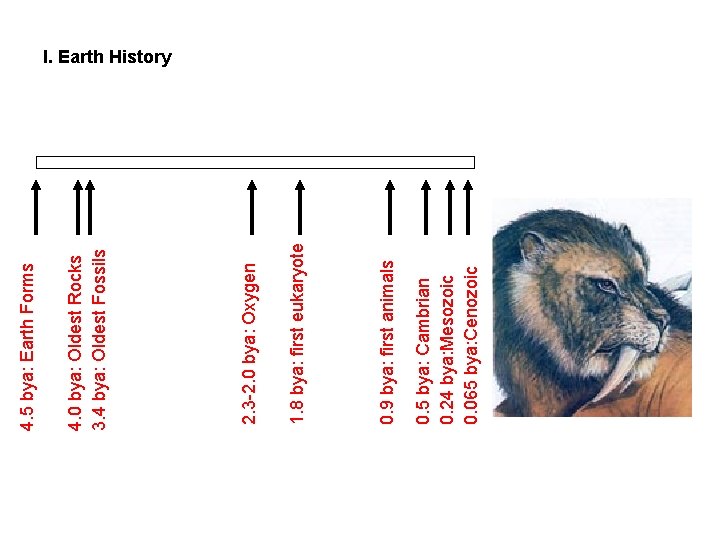0. 5 bya: Cambrian 0. 24 bya: Mesozoic 0. 065 bya: Cenozoic 0. 9 0. 5 bya: Cambrian 0. 24 bya: Mesozoic 0. 065 bya: Cenozoic 0. 9